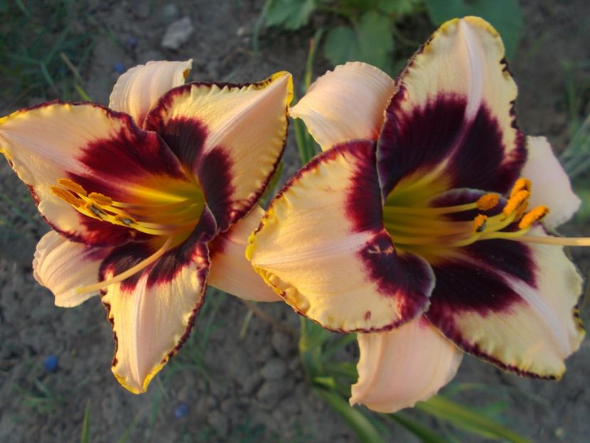  - Hemerocallis 2021