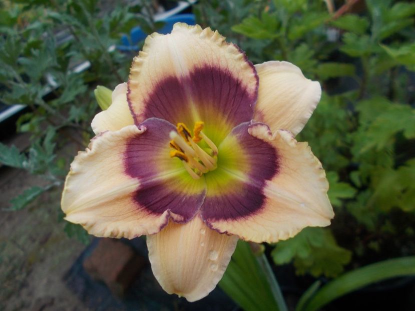 BIG NAVY - Hemerocallis 2021