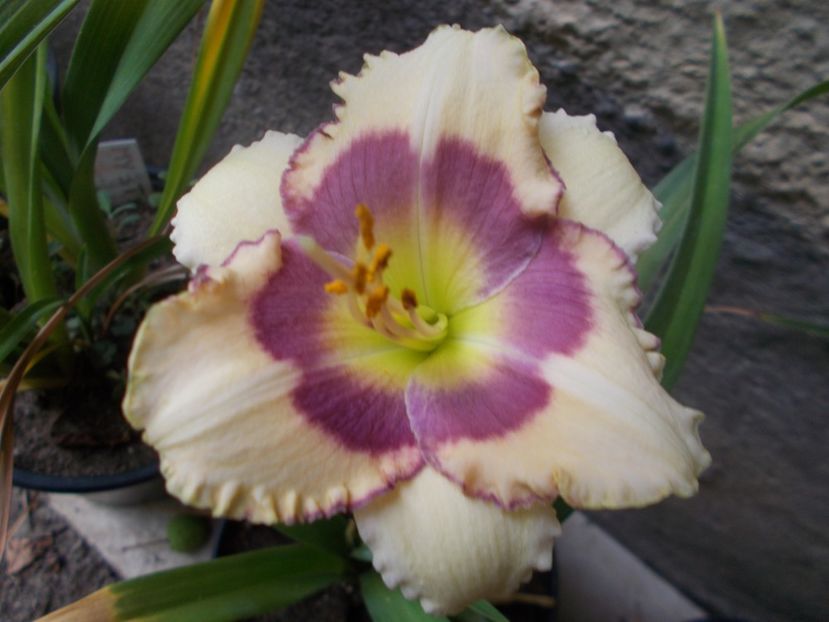  - Hemerocallis 2021
