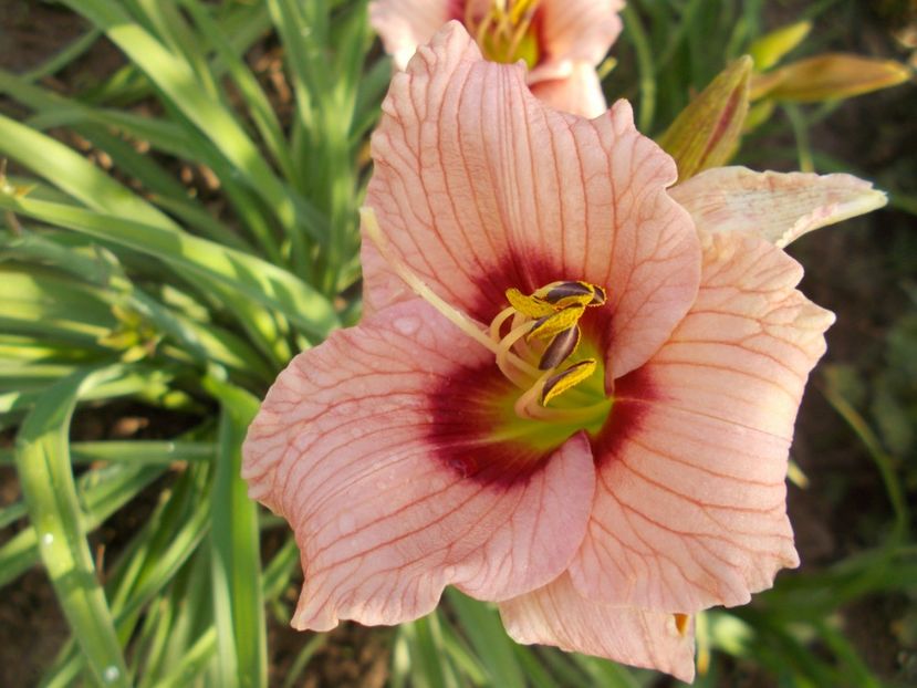 VUEVE JOYEUSE - Hemerocallis 2021