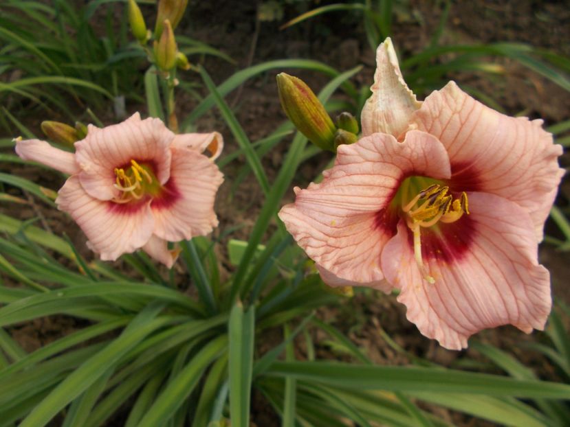  - Hemerocallis 2021