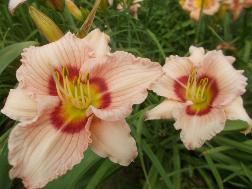  - Hemerocallis 2021