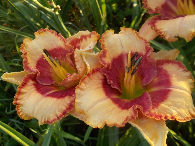 SPACECOAST DRAGON PRINCE - Hemerocallis 2021