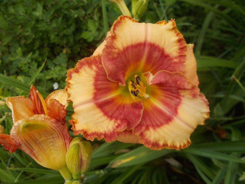  - Hemerocallis 2021