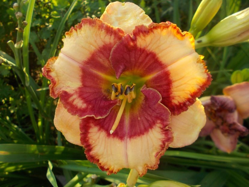  - Hemerocallis 2021