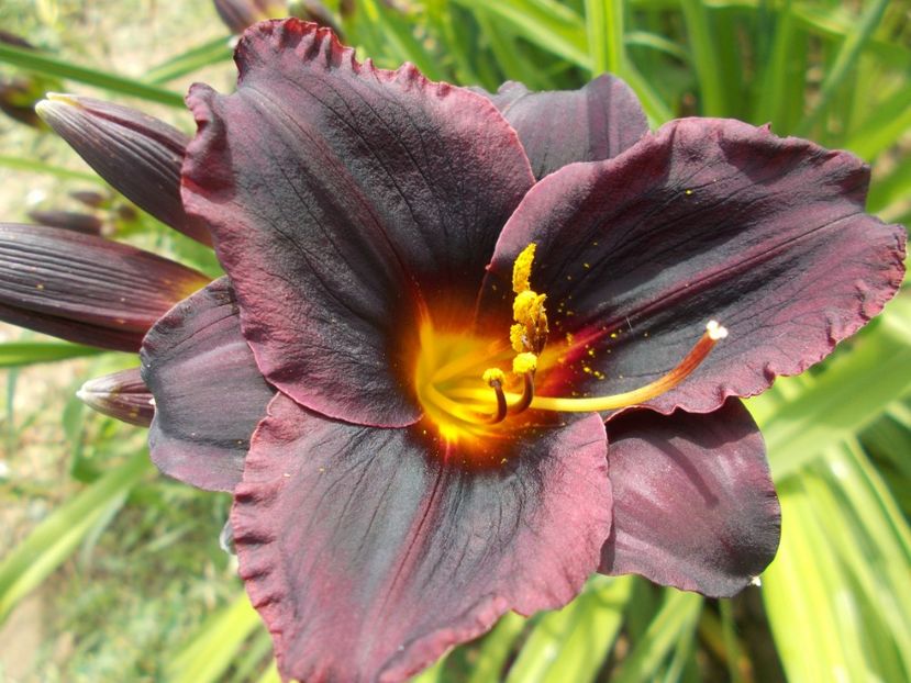DIAMANT NOIRE - Hemerocallis 2021