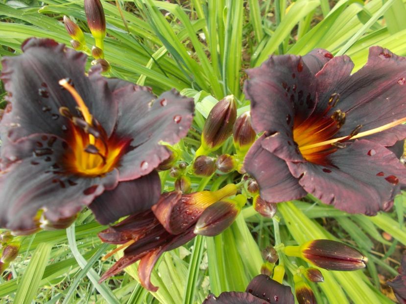  - Hemerocallis 2021