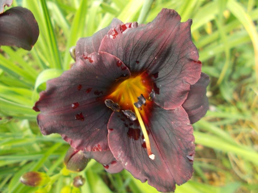  - Hemerocallis 2021