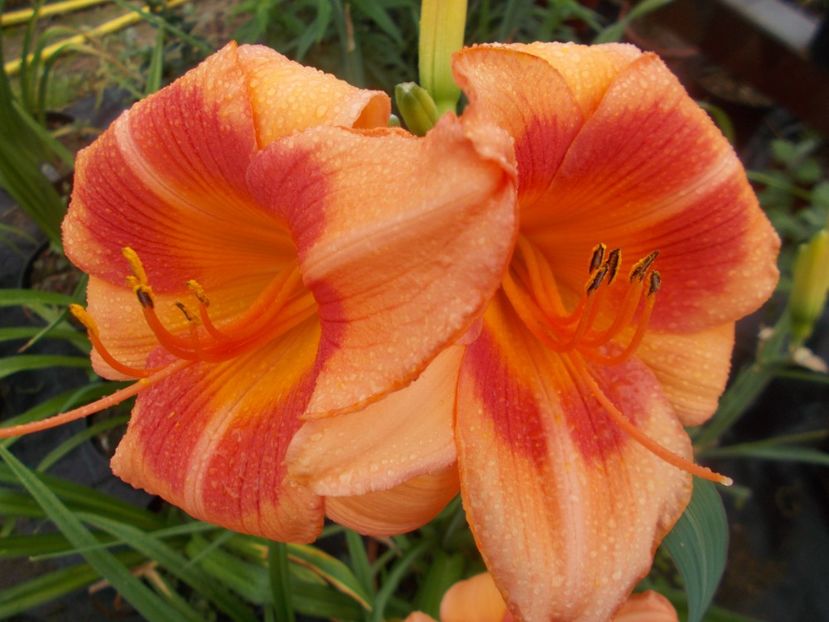 REAL WIND - Hemerocallis 2021
