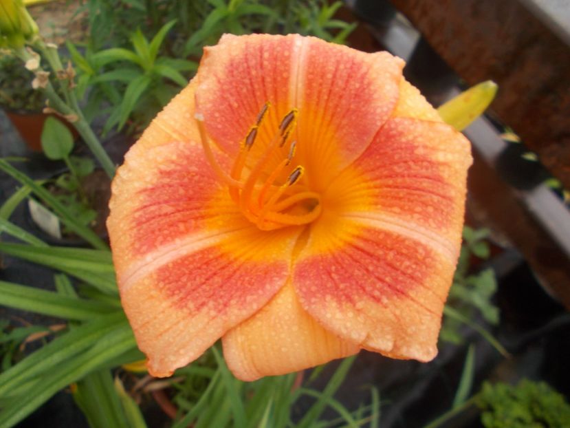  - Hemerocallis 2021
