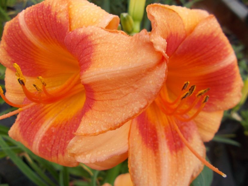  - Hemerocallis 2021