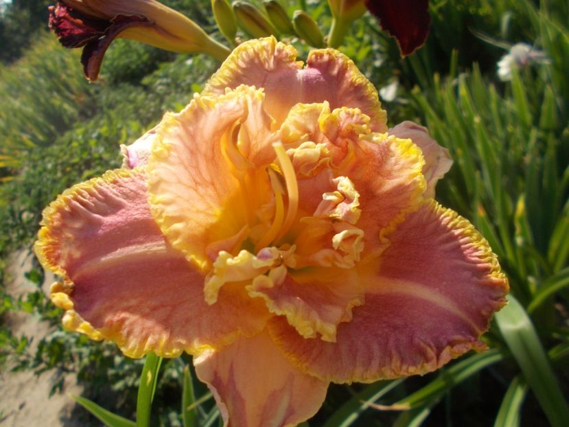 UNLOCK THE STARS - Hemerocallis 2021