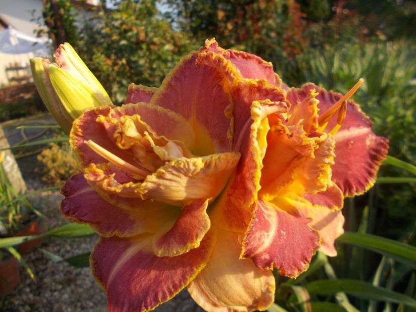  - Hemerocallis 2021
