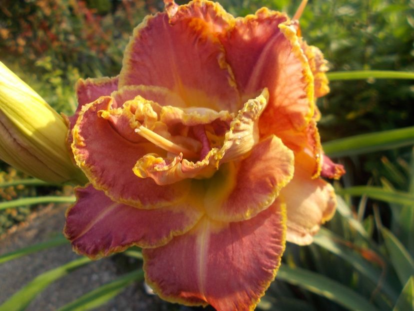  - Hemerocallis 2021