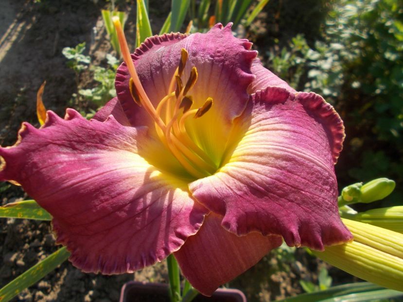 COURT MAGICIAN - Hemerocallis 2021