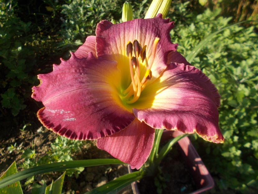  - Hemerocallis 2021