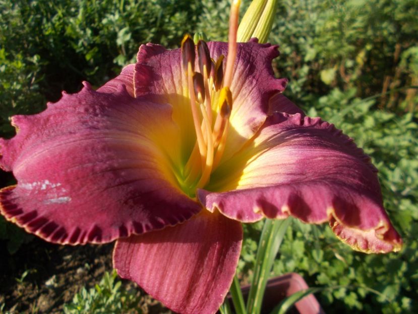  - Hemerocallis 2021