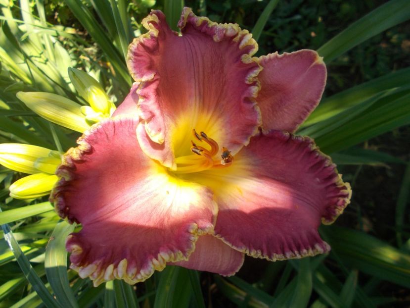 SUMMER SOLSTICE - Hemerocallis 2021