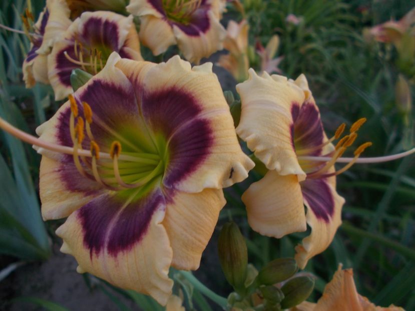 JASON MARK - Hemerocallis 2021