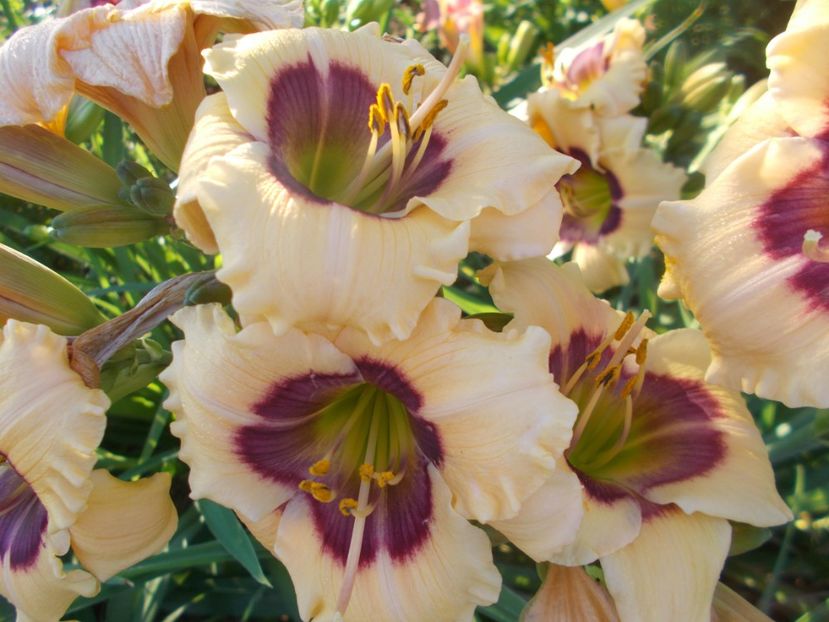  - Hemerocallis 2021
