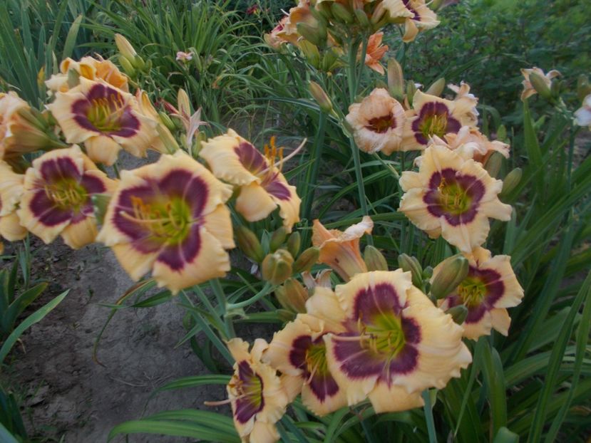  - Hemerocallis 2021