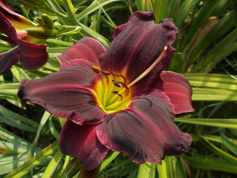 BELA LUGOSI - Hemerocallis 2021