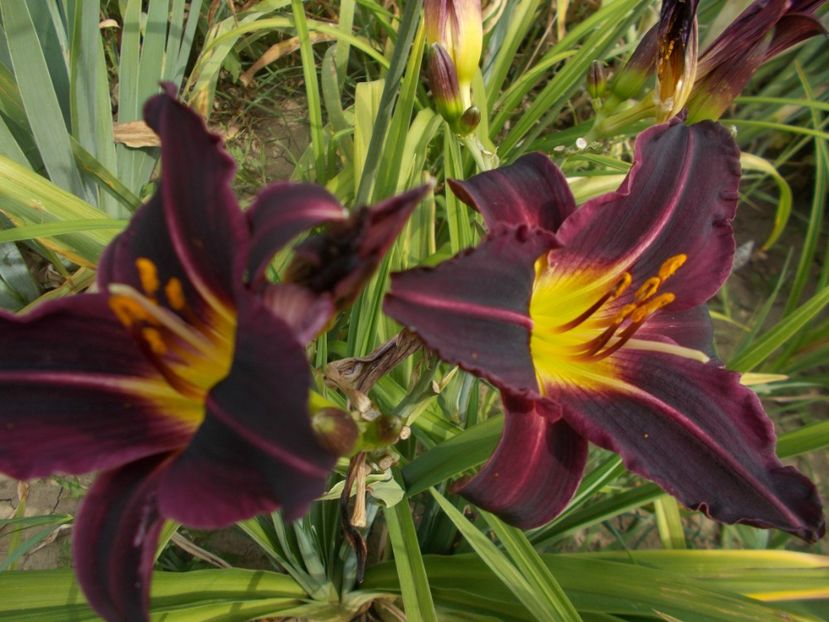  - Hemerocallis 2021