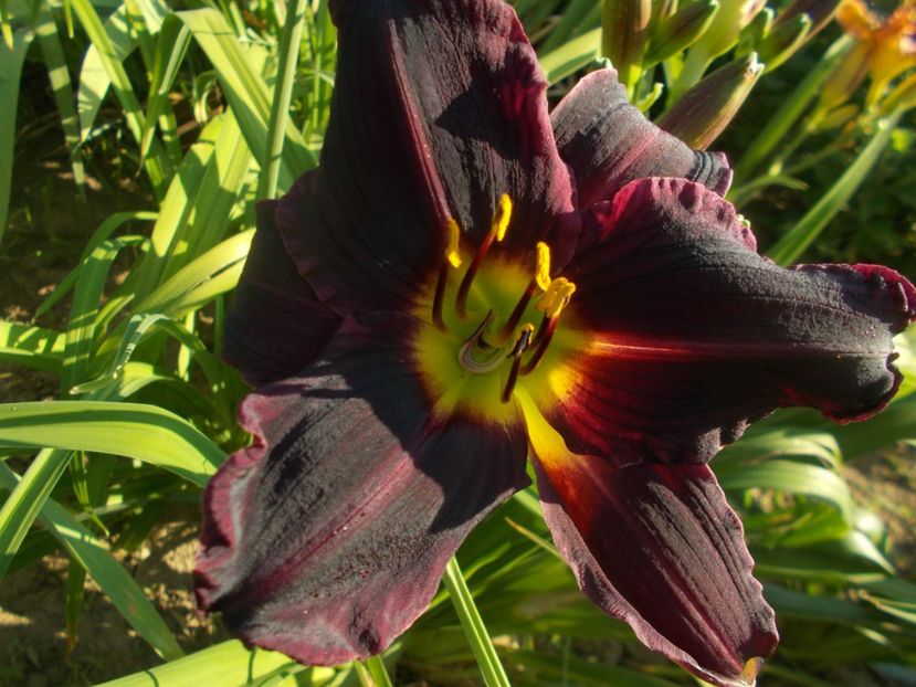  - Hemerocallis 2021