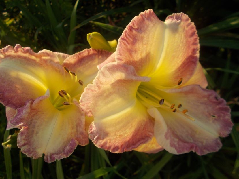 SEAL OF APPROVAL - Hemerocallis 2021