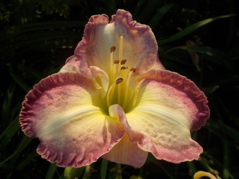  - Hemerocallis 2021
