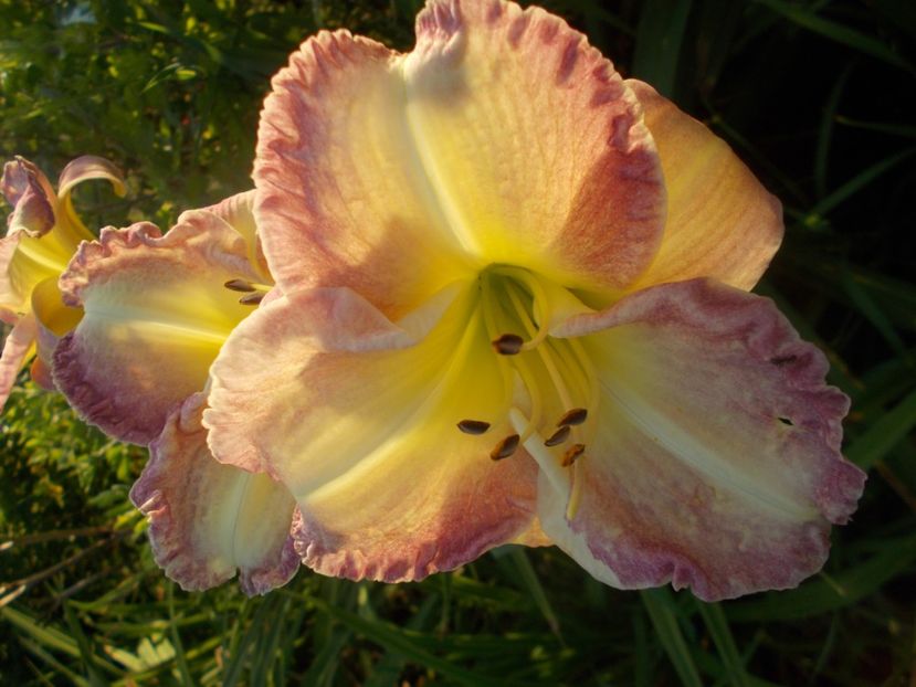  - Hemerocallis 2021
