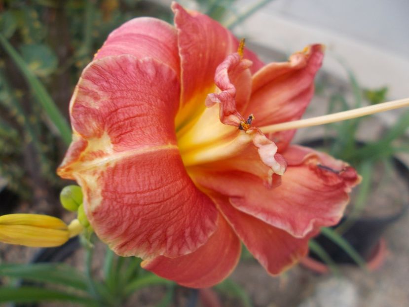 TWO TOO TANGO - Hemerocallis 2021