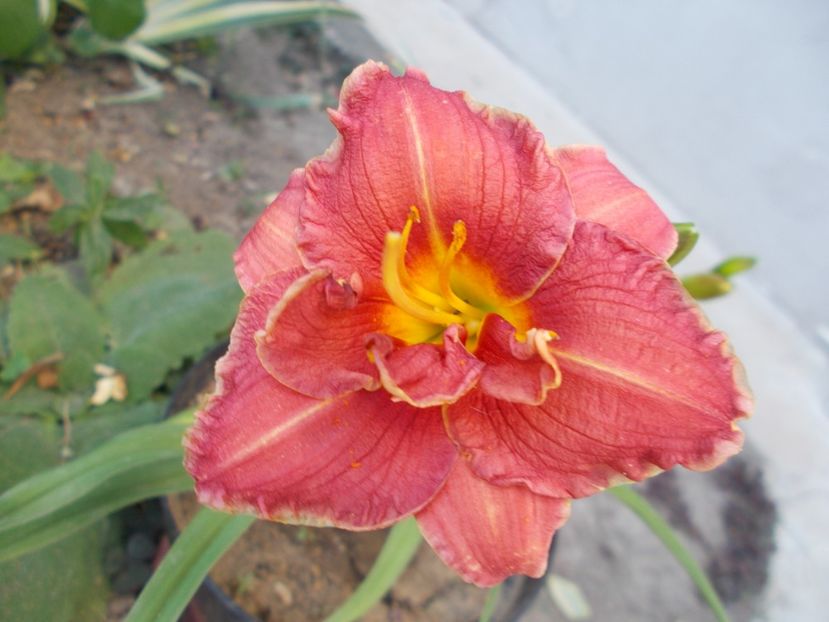  - Hemerocallis 2021