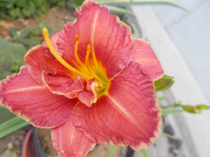  - Hemerocallis 2021