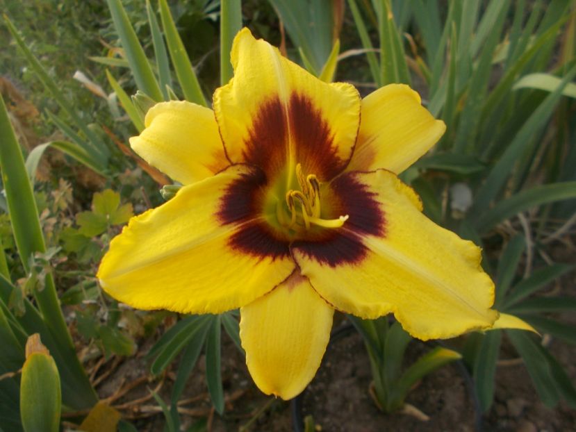 SILOAM JANDEE - Hemerocallis 2021