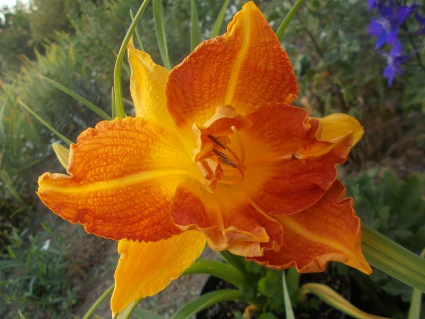 LONGFIELD'S TWINS - Hemerocallis 2021
