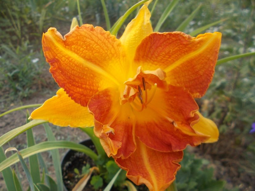  - Hemerocallis 2021