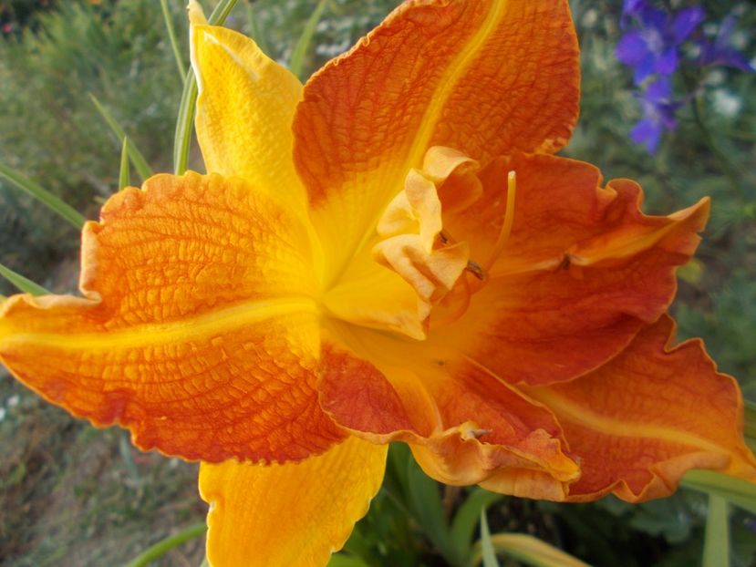  - Hemerocallis 2021