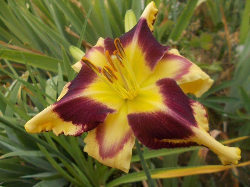  - Hemerocallis 2021