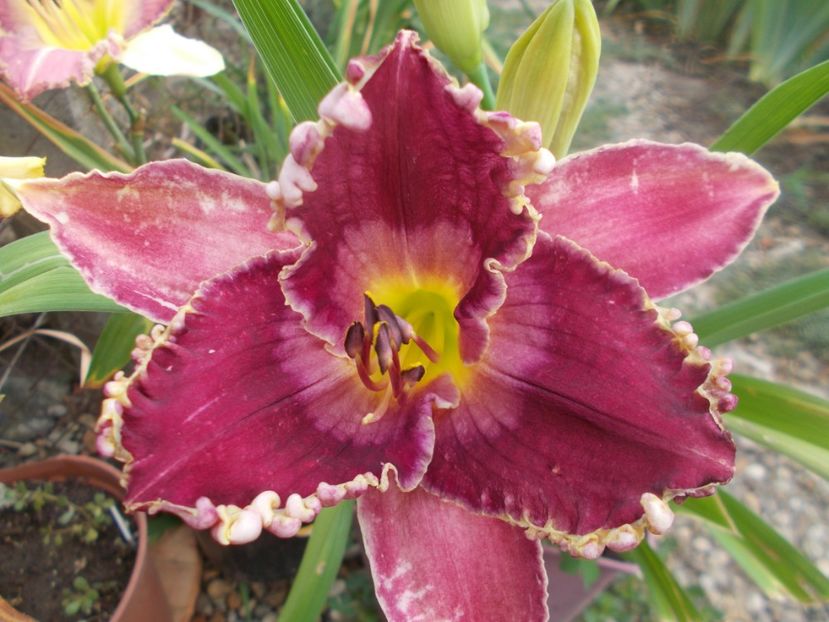 VIKING MAGIC - Hemerocallis 2021
