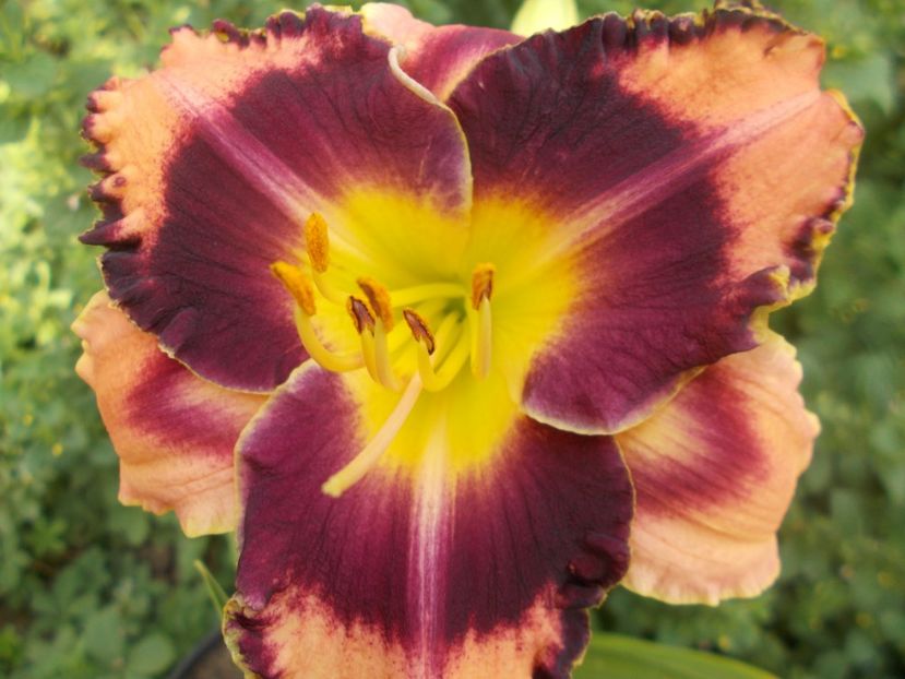 ROCK SOLID - Hemerocallis 2021