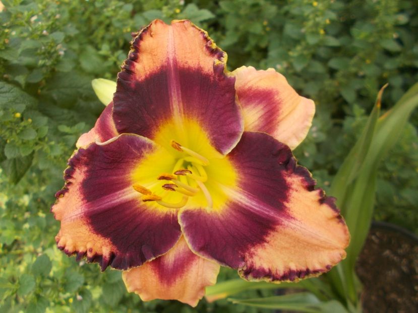  - Hemerocallis 2021