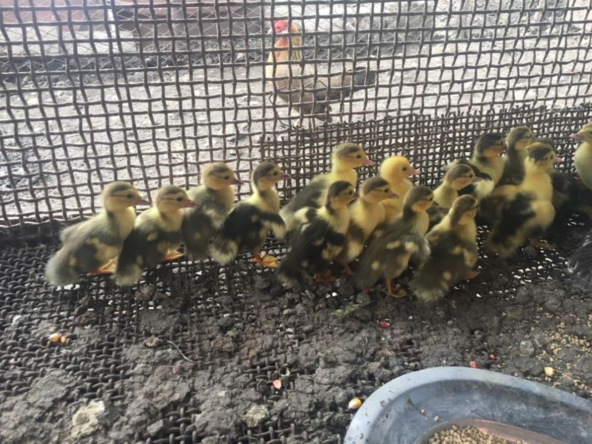 1 zii de viața - Rațe Leșești