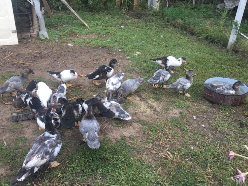 5 săptămâni de viața - Rațe Leșești