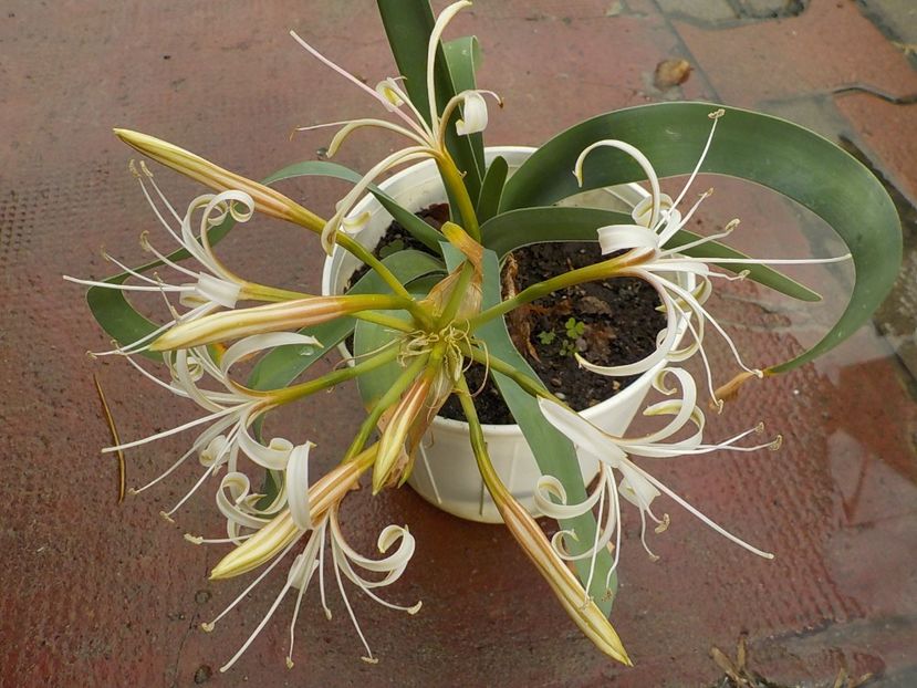  - ammocharis-coranica