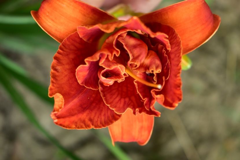  - Hemerocallis 2021