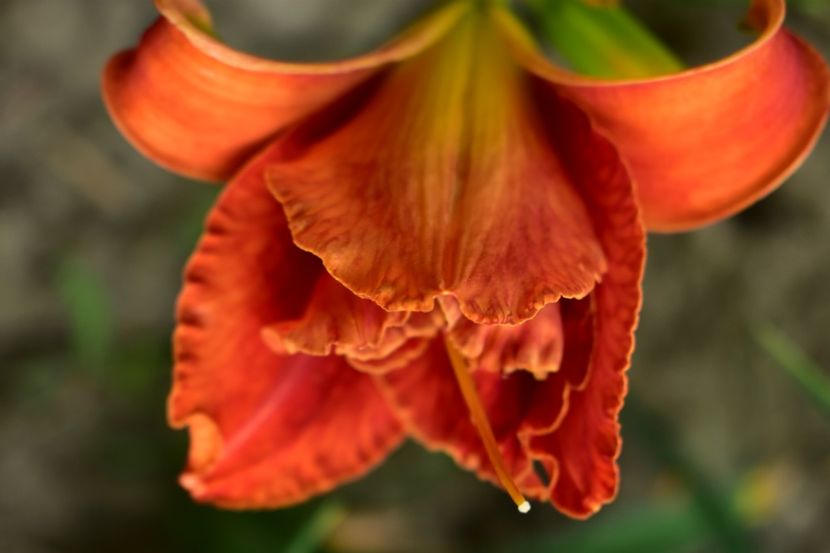  - Hemerocallis 2021
