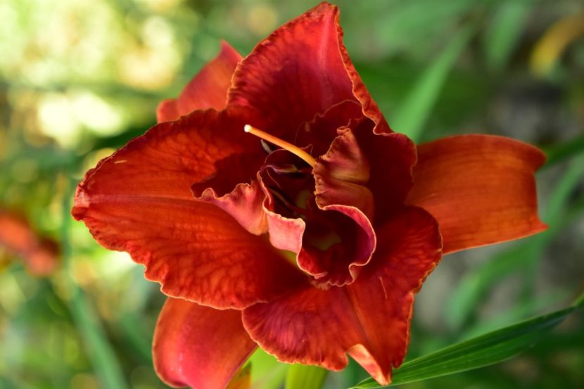  - Hemerocallis 2021