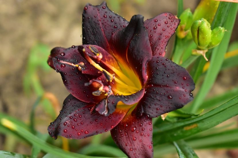  - Hemerocallis 2021