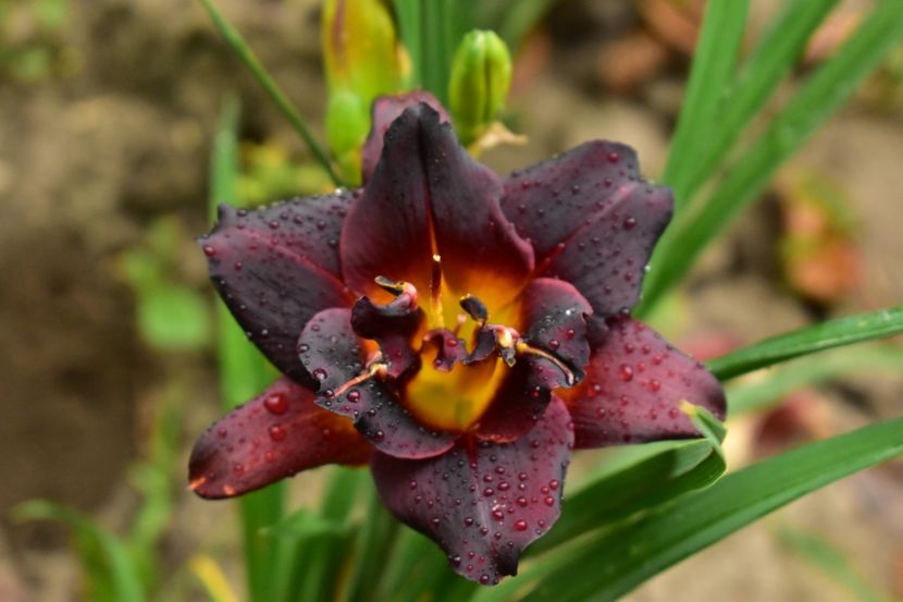  - Hemerocallis 2021